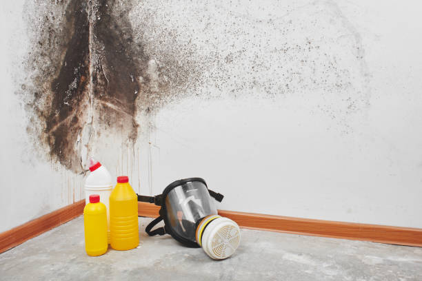 Best DIY Mold Remediation Support Services in Towanda, KS