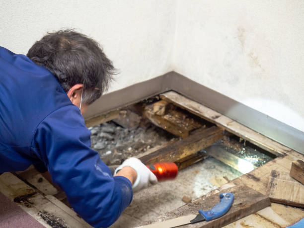Best Attic Mold Remediation in Towanda, KS