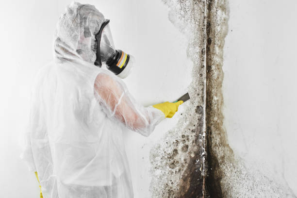 Best Post-Flood Mold Remediation in Towanda, KS