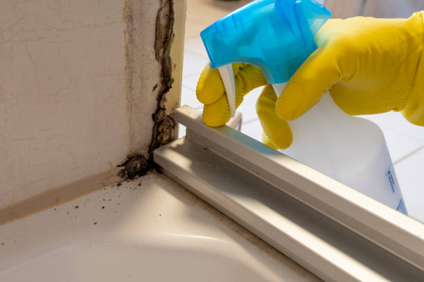Best Commercial Mold Remediation in Towanda, KS