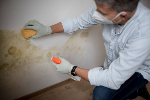 Professional Mold Remediation in Towanda, KS