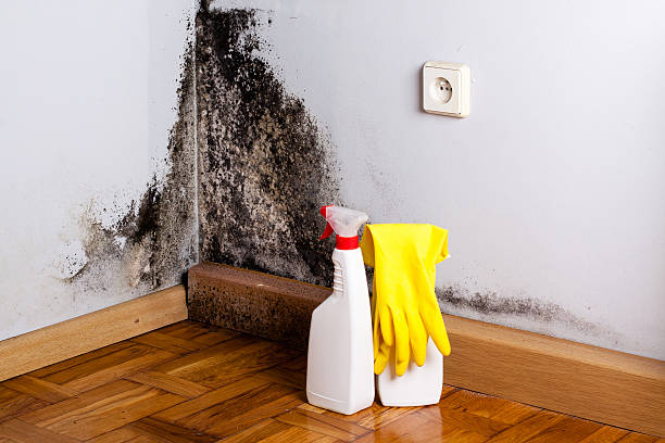 Best Bathroom Mold Remediation in Towanda, KS