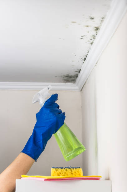 Best Industrial Mold Remediation in Towanda, KS